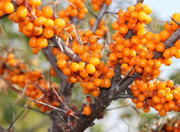 ซีบัคทอร์น Sea Buckthorn