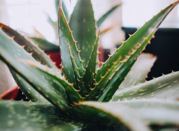 น้ำมันว่านหางจระเข้ (Aloe vera oil )