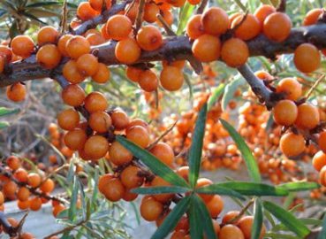 Sea Buckthorn Oil 