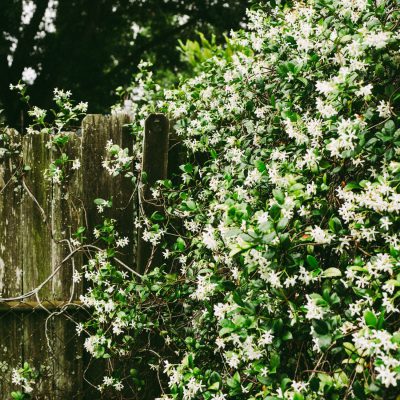 white petaled flowers on wall