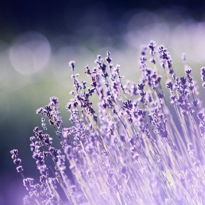 shallow focus photography of lavenders