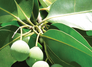 Tamanu Oil